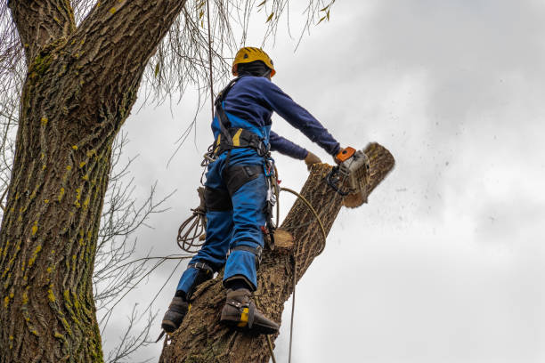 How Our Tree Care Process Works  in Caribou, ME